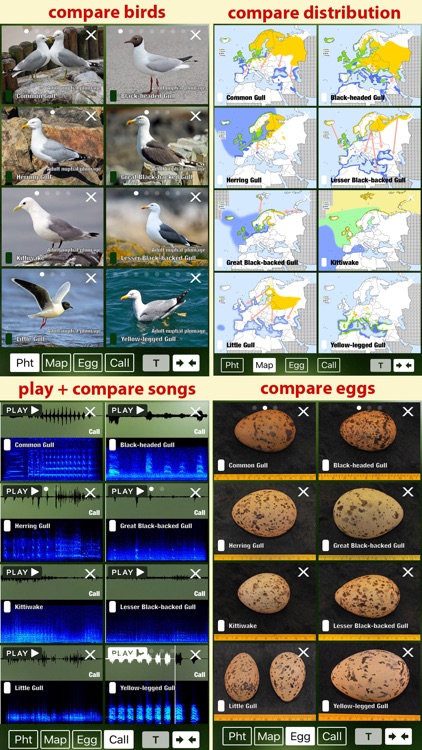 All Birds Sweden - A Complete Field Guide to the Official List of Bird Species Recorded in Sweden screenshot-4