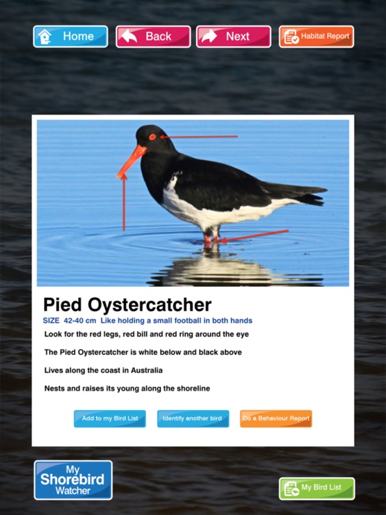 Shorebirds screenshot-4