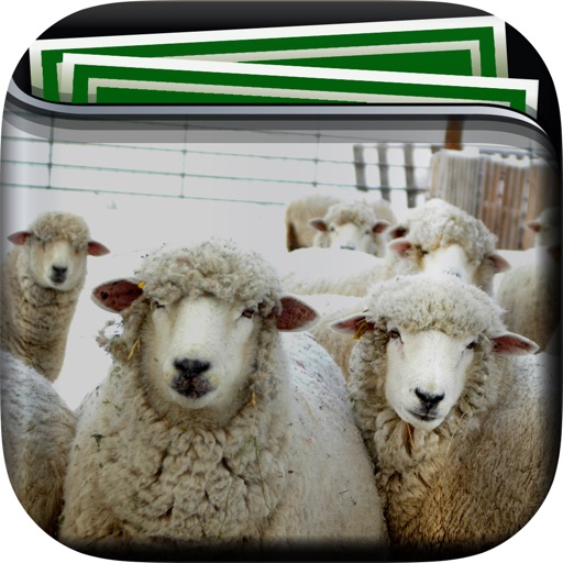 Sheep Gallery HD – Retina Wallpapers , Animal Themes and Background