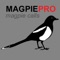 REAL Magpie Calls for Hunting + Magpie Sounds! + BLUETOOTH COMPATIBLE