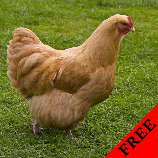 Chicken Photos & Video Galleries FREE icon