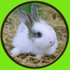 amazing rabbits for kids - no ads