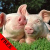 Pig Photos & Video Galleries FREE