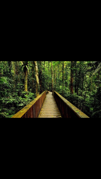 Rainforest Wallpaper & Rainforest Sounds & Rainforest Info screenshot-3