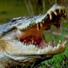 2016 Nile Alligator Hunting : Swamp Hunter Season Attack Strike