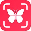 InsectLens : Insect Identifier