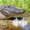 Hunting Calls: Alligator Croc