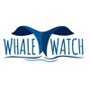 Whale Watching