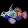 Mandarin Fish