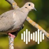 Hunting Calls: Dove