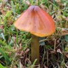 Peachy Steve's UK Waxcaps