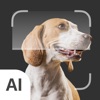 Dog Identifier: AI Scanner