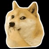 Shiba Dog Meme