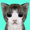 Cat Simulator Online