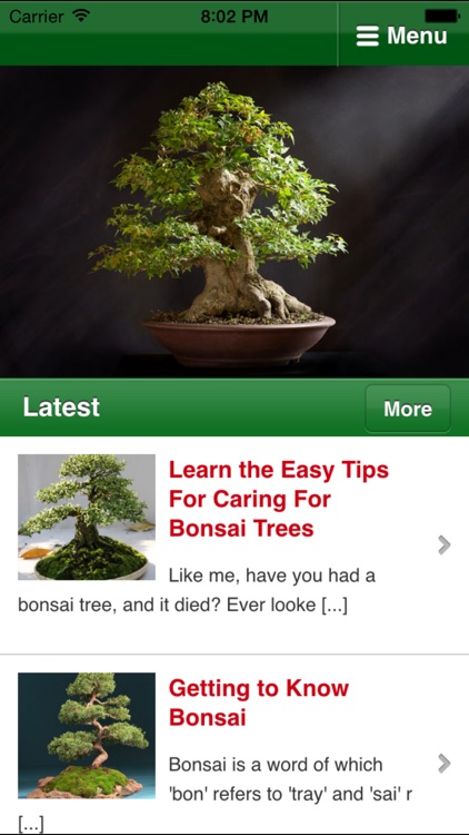 Bonsai Basics - Learn All About Growing Bonsai Trees