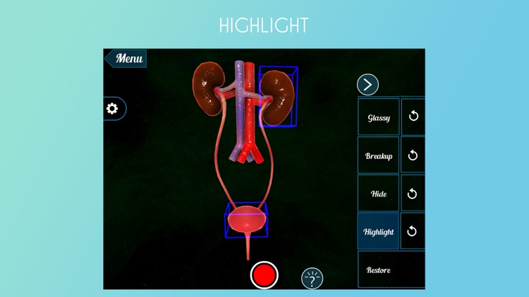 Human Excretory System 3D