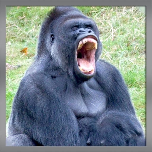 Real Angry Mad Gorilla Wild Attack