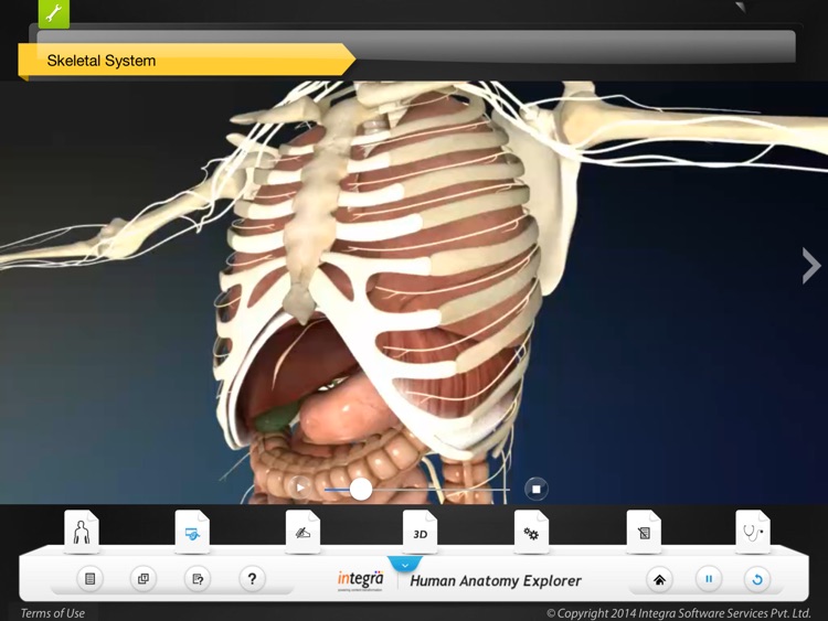 Human Anatomy Explorer Skeletal System