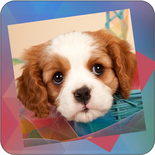 Déjà Vu - Puppies iOS App