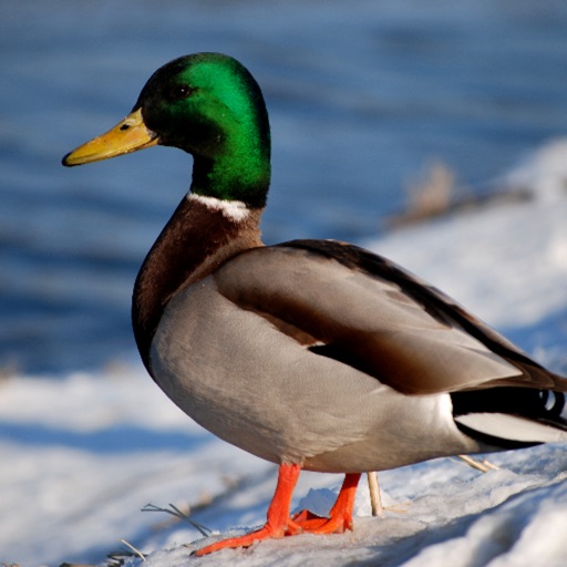 Duck Wallpapers iOS App