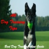 All Dog Training Tips and Tricks