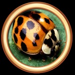 Bug Defender HD