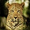 Leopard Sounds - Amazing Big Cat Effects