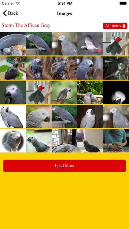 ParrotWorld