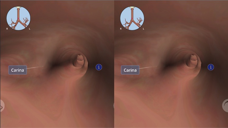 Anatomyou VR: 3D Human Anatomy