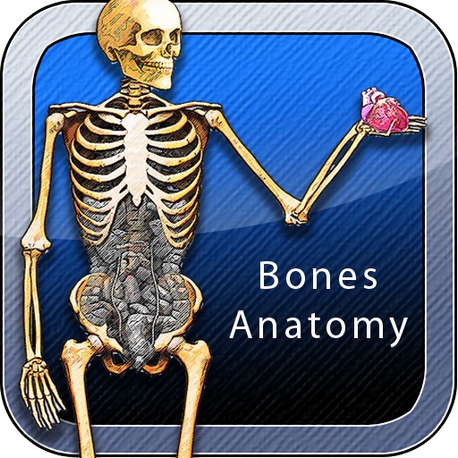 Bones Anatomy