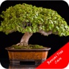 Bonsai Tree Care Guide