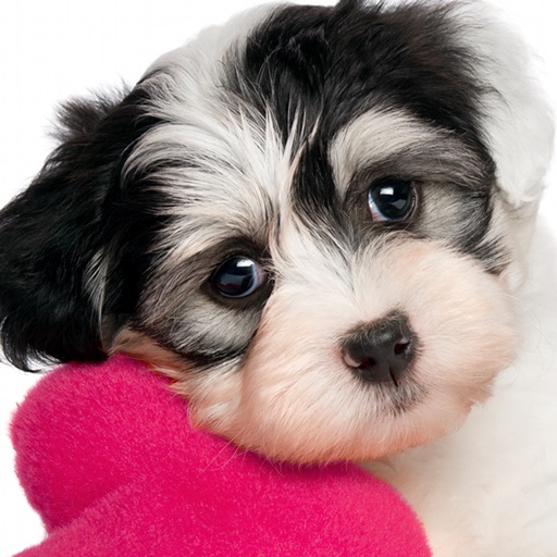 Puppy Pet Jigsaw Puzzle Cute Baby Dog Animal Games