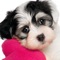 Puppy Puzzles - is new classical Jigsaw Puzzle solving game for your iPhone, iPad and iPod touch devices