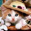 Kitty Wallpapers and Backgrounds Kitty Wallpapers and Backgrounds