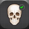 Human Skeleton: Beginner Bones