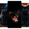 Black Cat Wallpapers