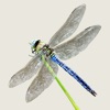 Dragonflies & Damselflies