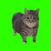 BrainRot Cat