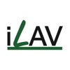 iLav