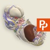 Primal's 3D Embryology