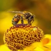 Golden Honey Bee (الخديوي)