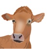 My Cattle Manager - Farm app