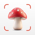 Mushroom Identifier Fungus ID