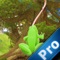 Extreme Frog Pro