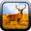 Mule Deer Hunting Pro