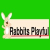 Rabbits Playful