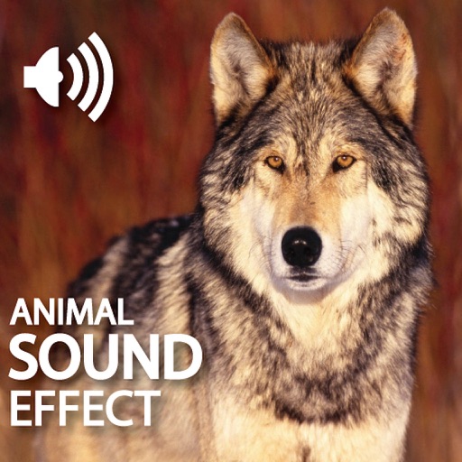 Amazing Crazy Animal Sounds icon