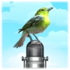 Bird Picture & Sound For iPad Pro