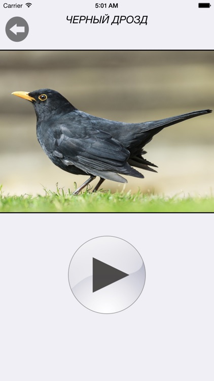 Птицы России - золотые голоса родной природы (free version) screenshot-3