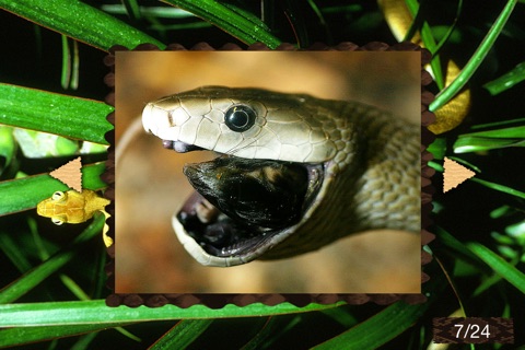 The Best Dangerous Snakes screenshot 2